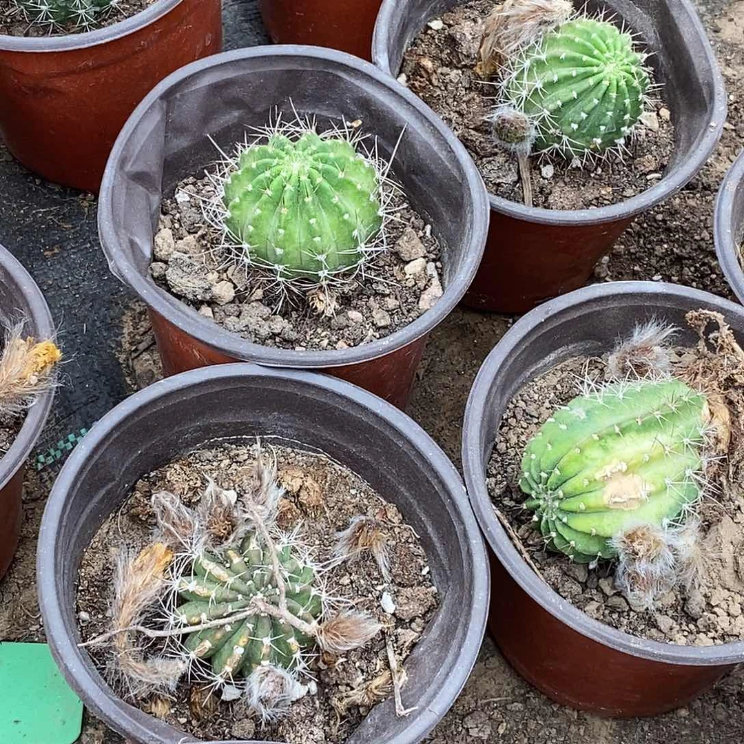 花***袁丽 阳光明媚脱土发货