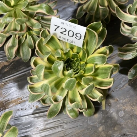 青莲的多肉植物7209