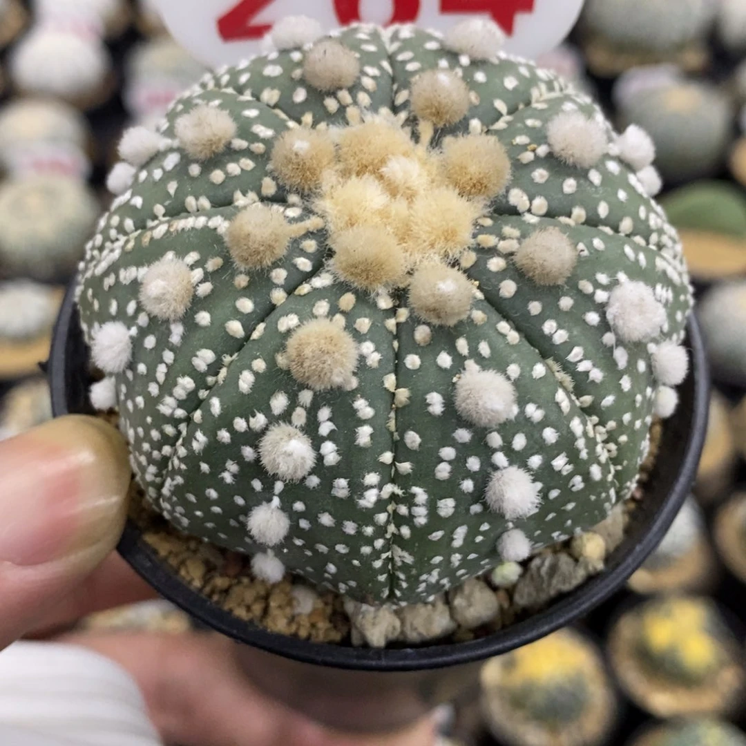 264大绒花园基因兜