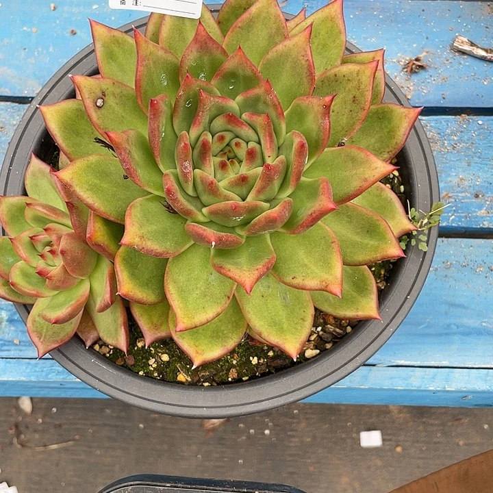 若如东云单拍C058