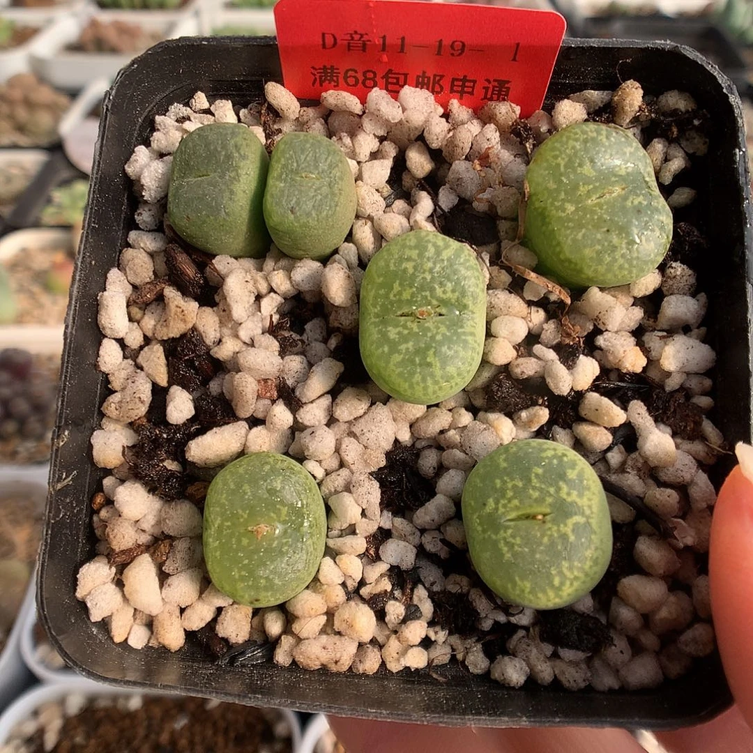 11-19-1 紫花流苏一盆