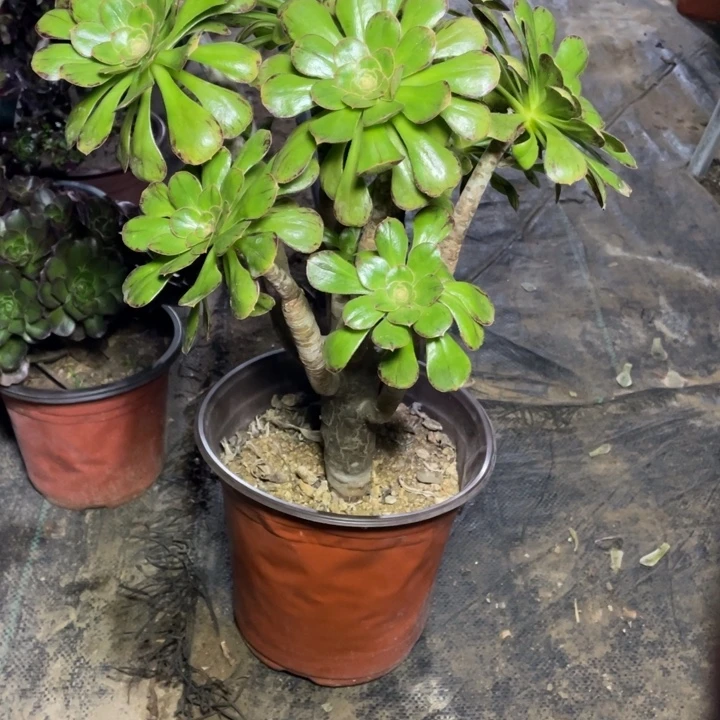 ，63V锦多肉植物多肉多肉