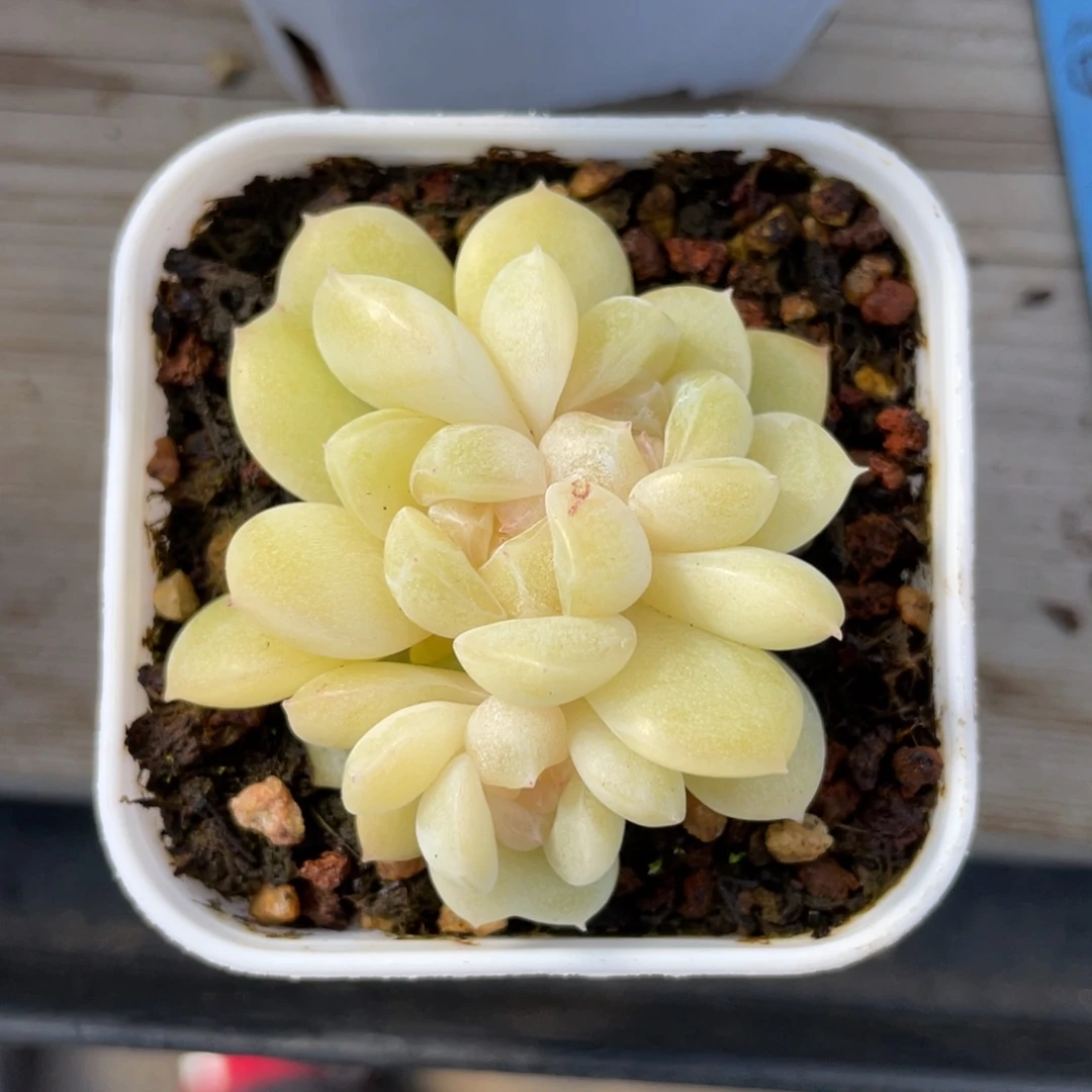 优选奶油财富珍妮2041