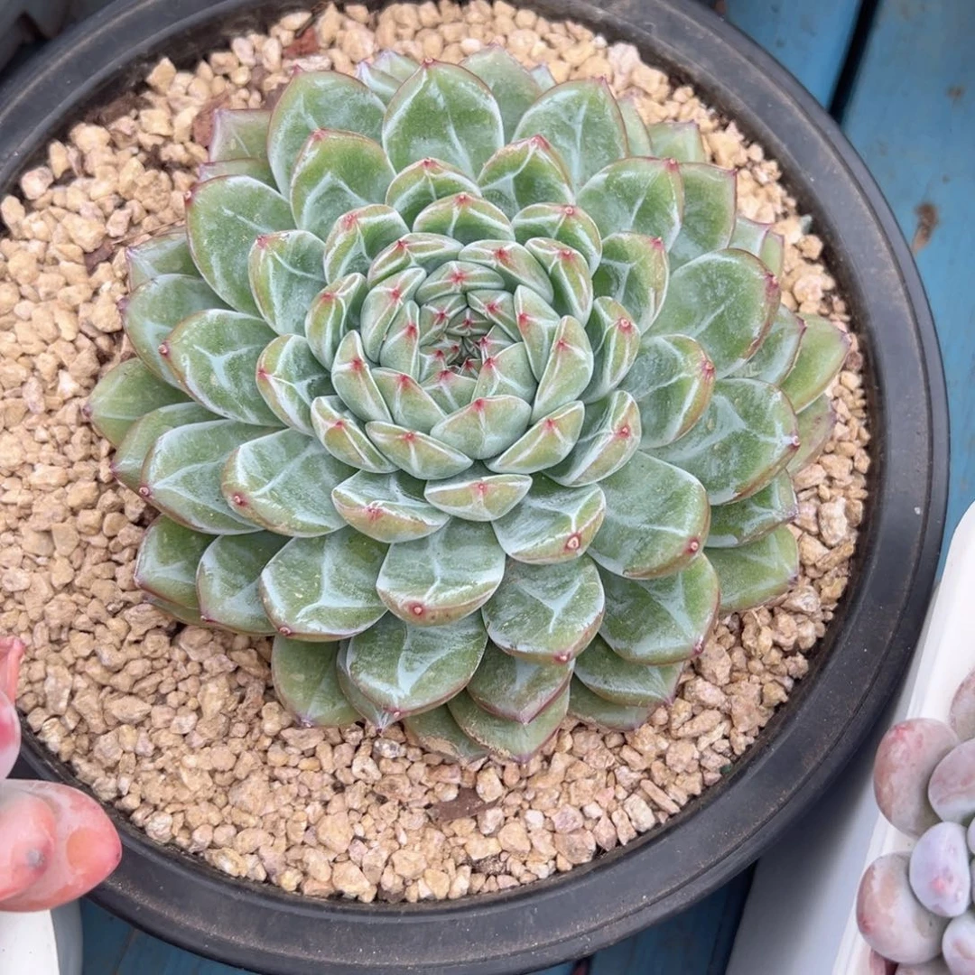 精品多肉植物老桩