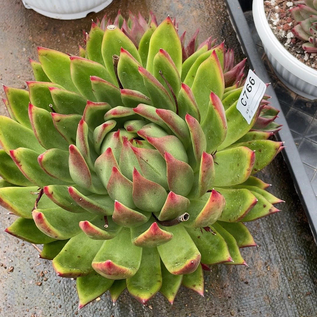 若茹东云单拍C766