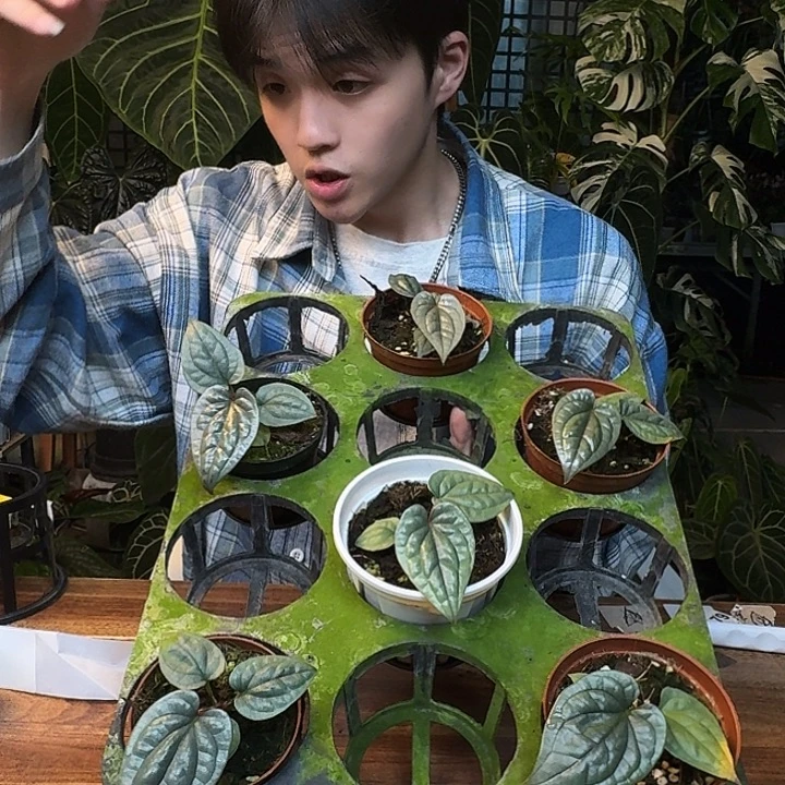 不开花植物籽播奢华随机发