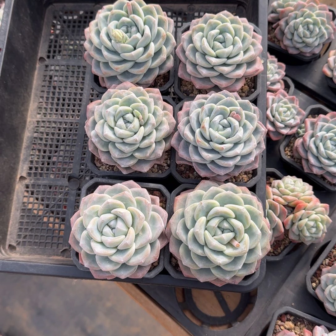 L*滴6颗一起一物一拍的