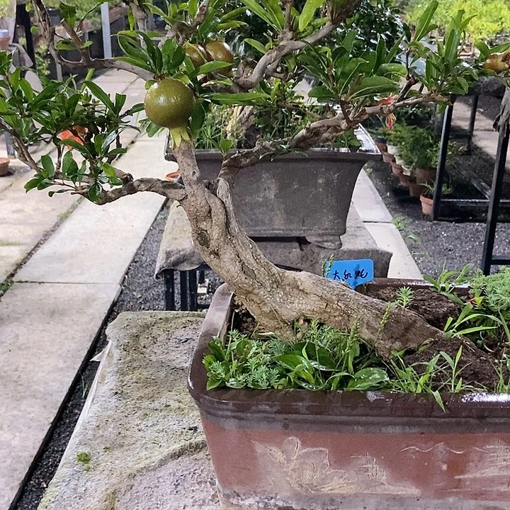 完全开放用****景开花
