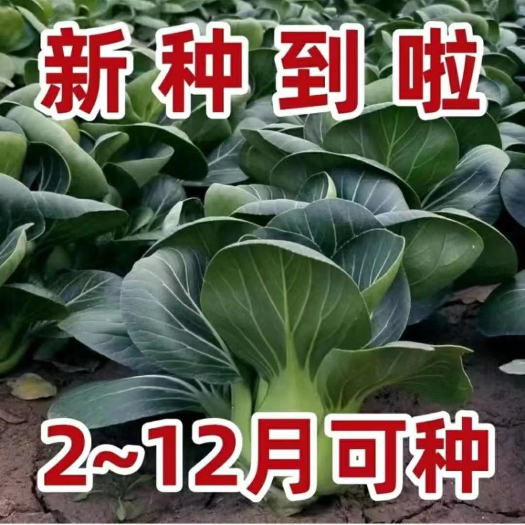 黑大头苏州青上海青黑叶油菜籽阳台盆栽四季播蔬菜种子青梗菜种子