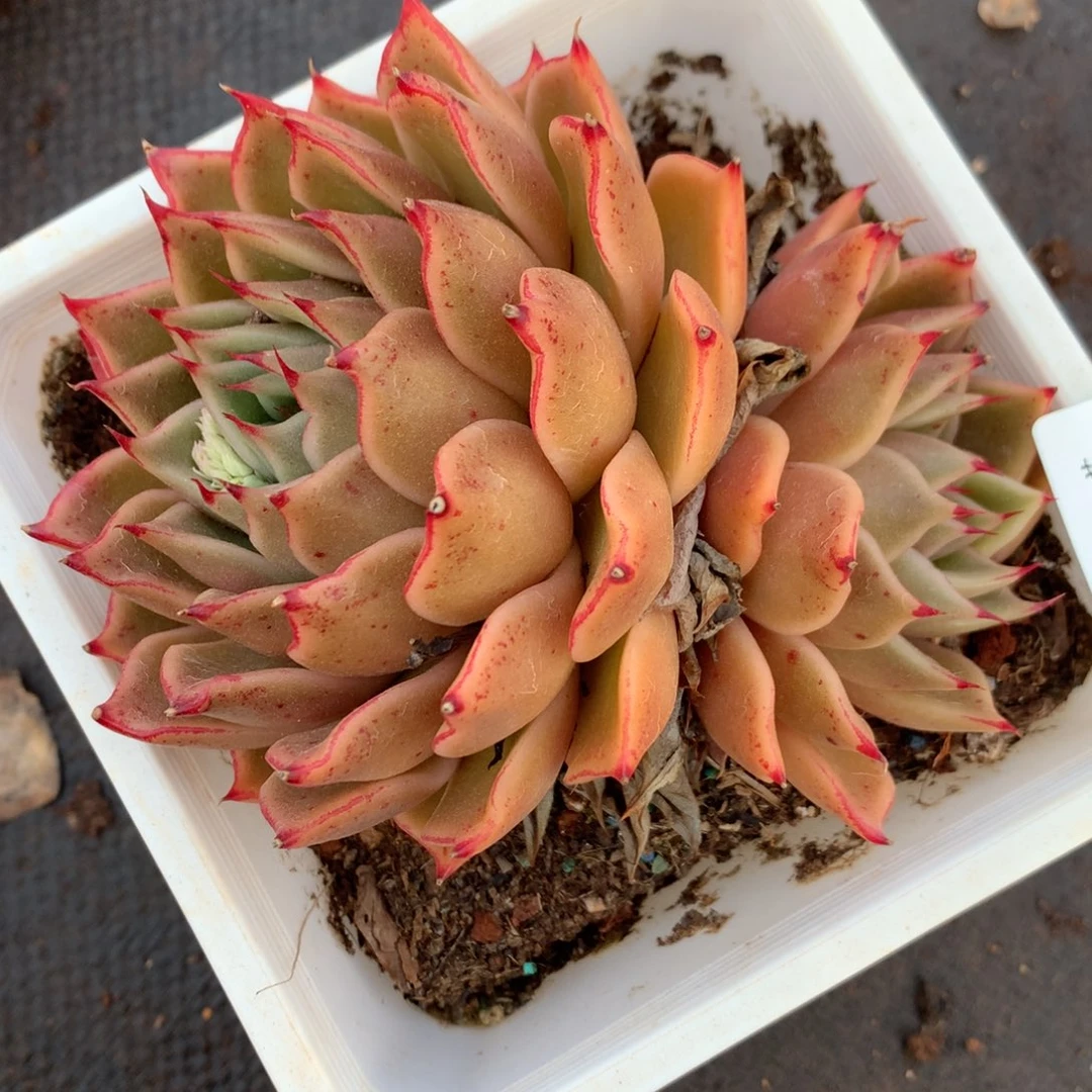 4617杂交精品基地12厘米