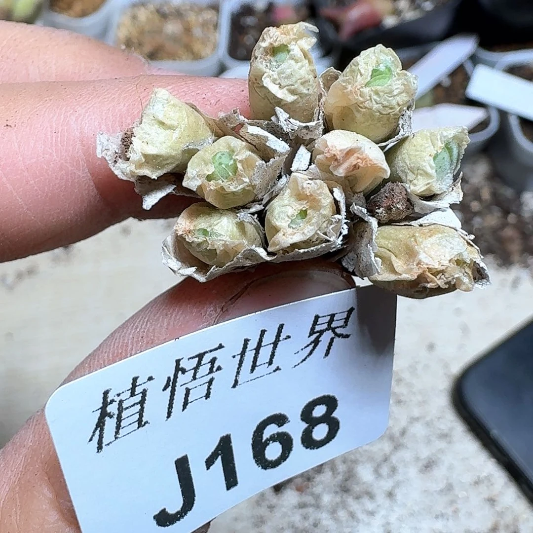 168盒多肉植物哇f g
