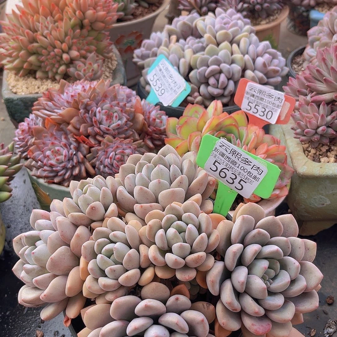 5635白鹭多肉植物