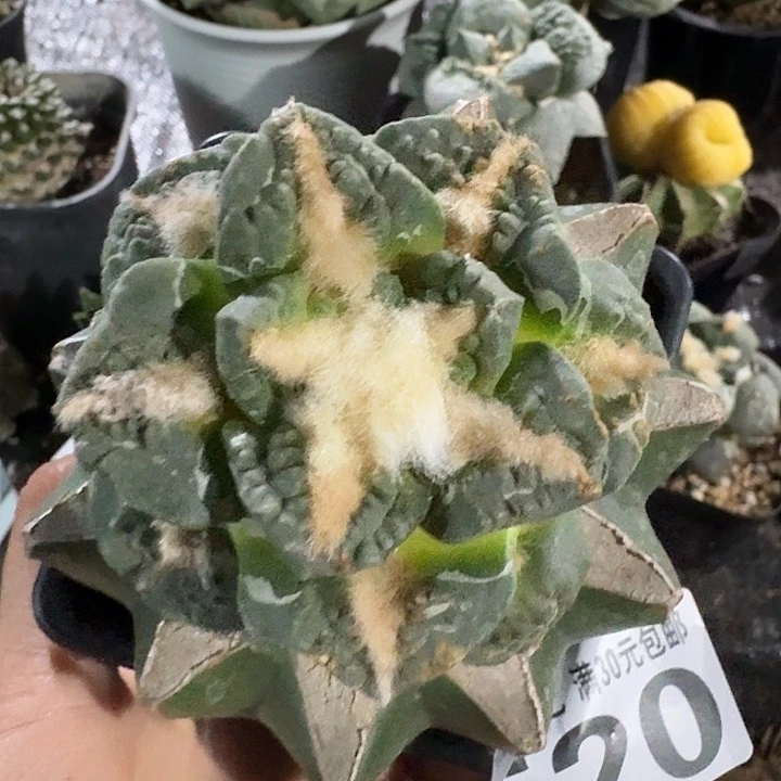 无花朵520中筋龟甲牡丹