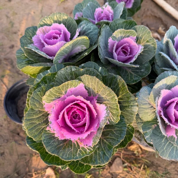 鲁西露3头耐冻多头玫瑰羽衣甘蓝庭院观赏多年生耐寒耐热可养老桩