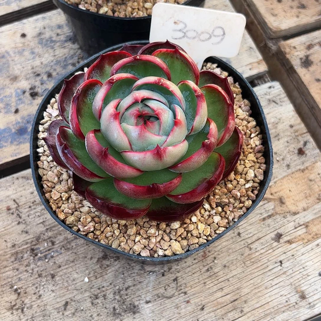 南***宝惊鸿仙子一物一拍3009号