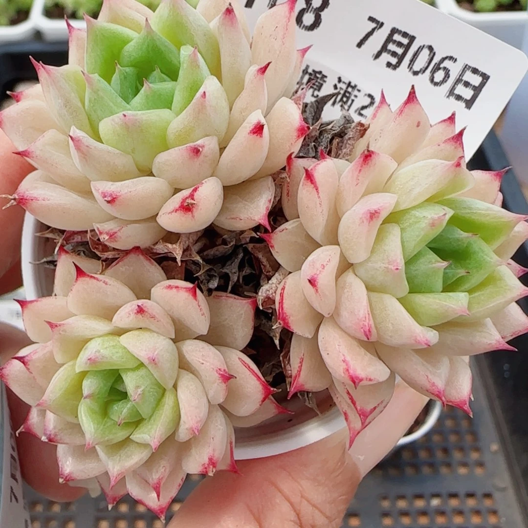 花语逸镜0706-108散