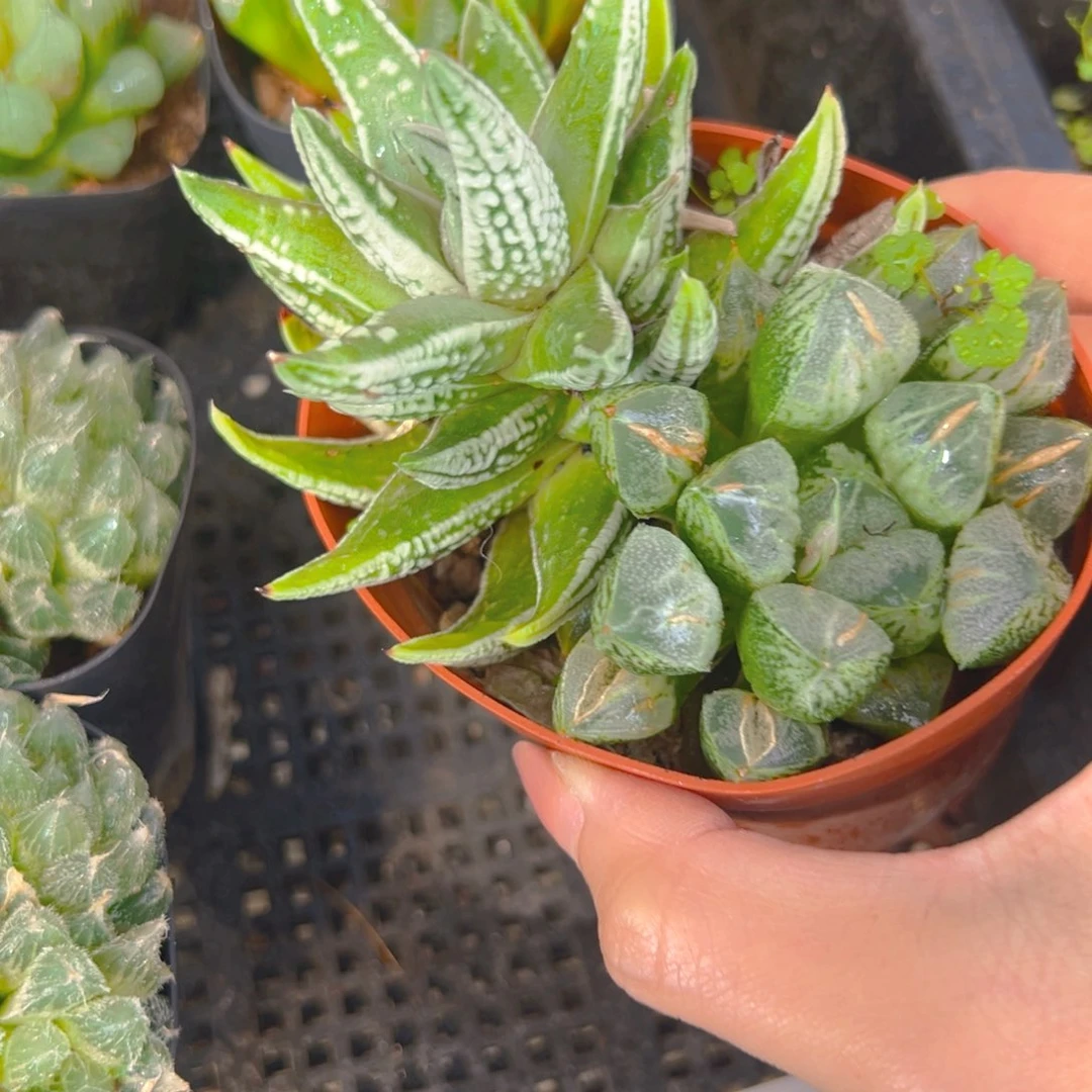 皇帝+爱心寿多肉多肉