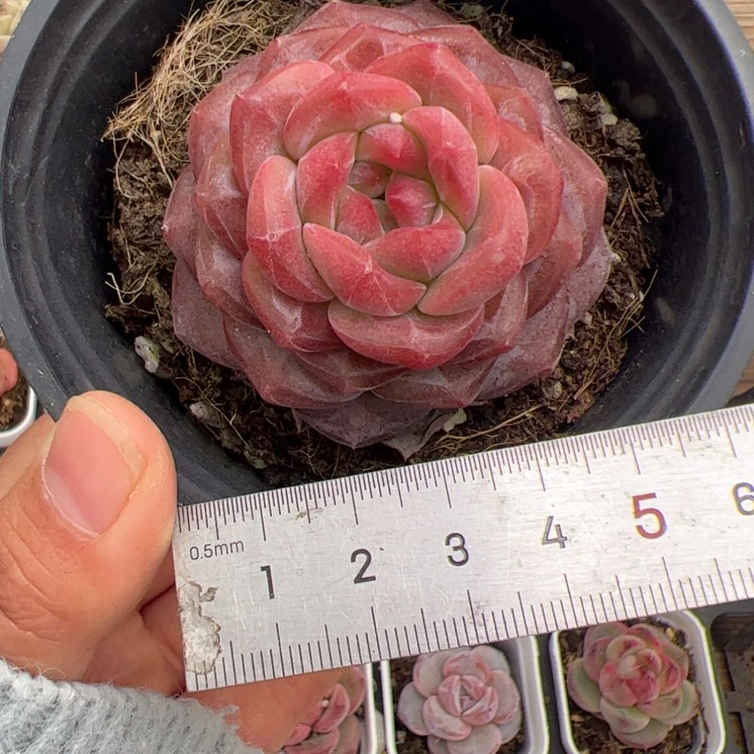 ↘****?662 多肉植物组合