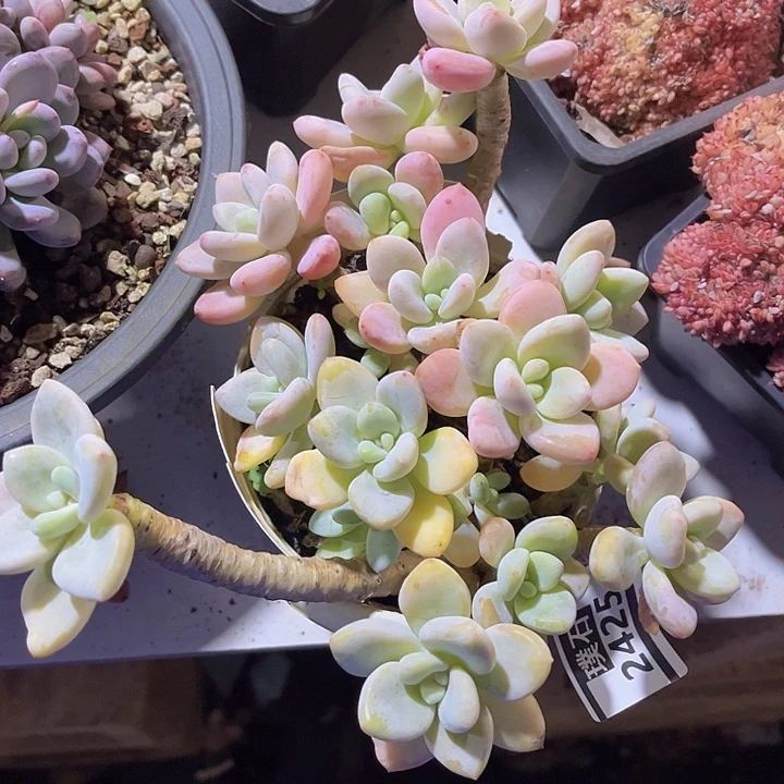 香水洛神2425多肉植物