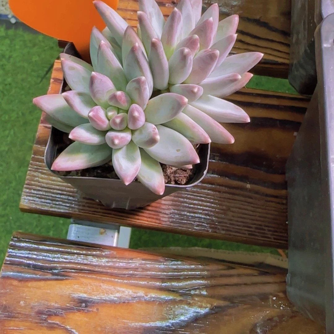 小***子119多肉植物一物一拍