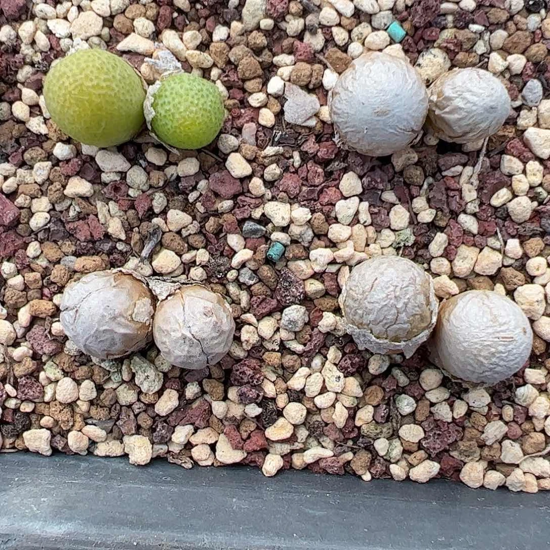 0000量拍母本双头玉米1颗