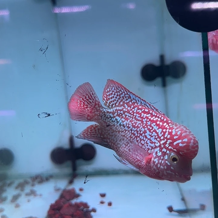 罗汉鱼古幻罗汉鱼观赏鱼