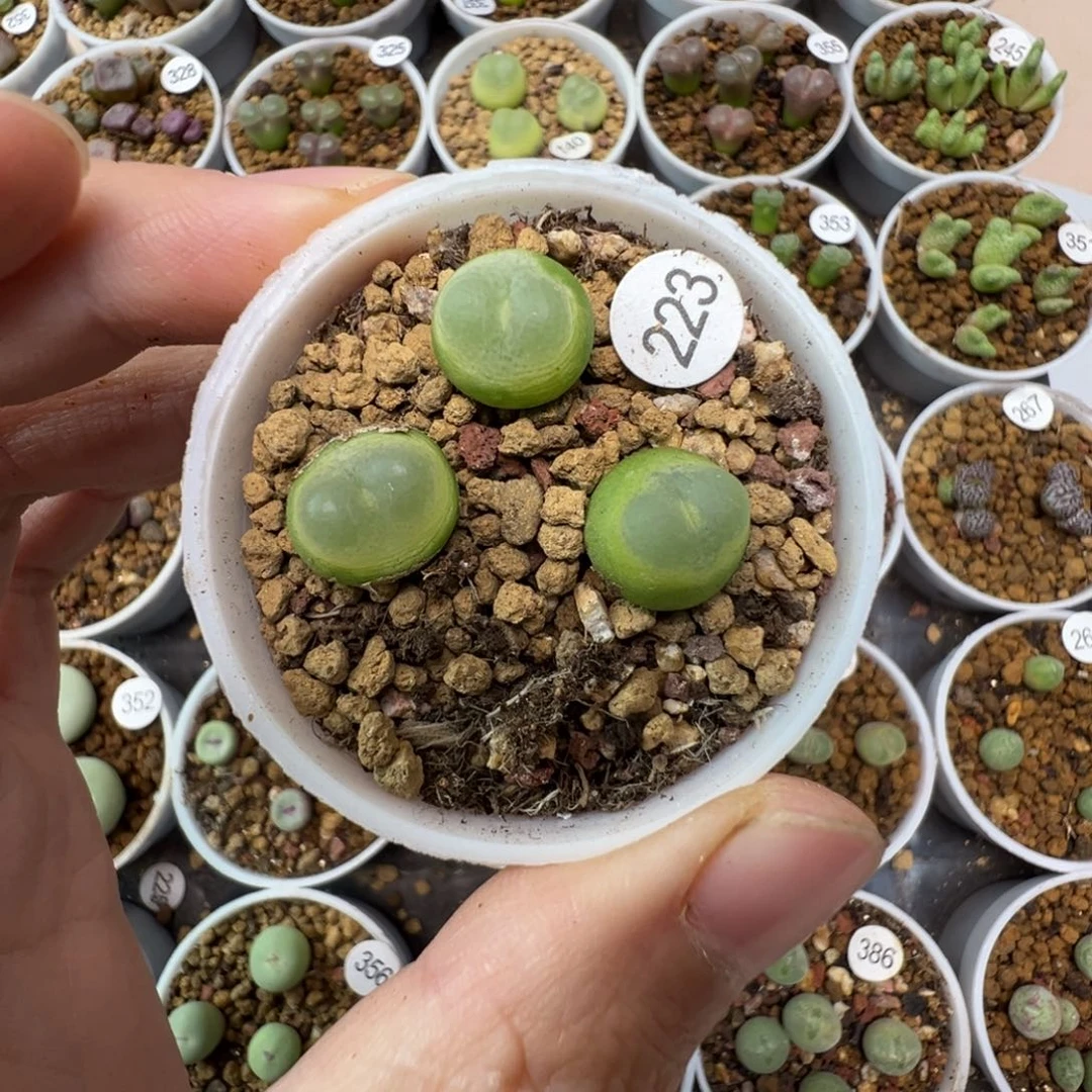 拉登一颗脱土223000