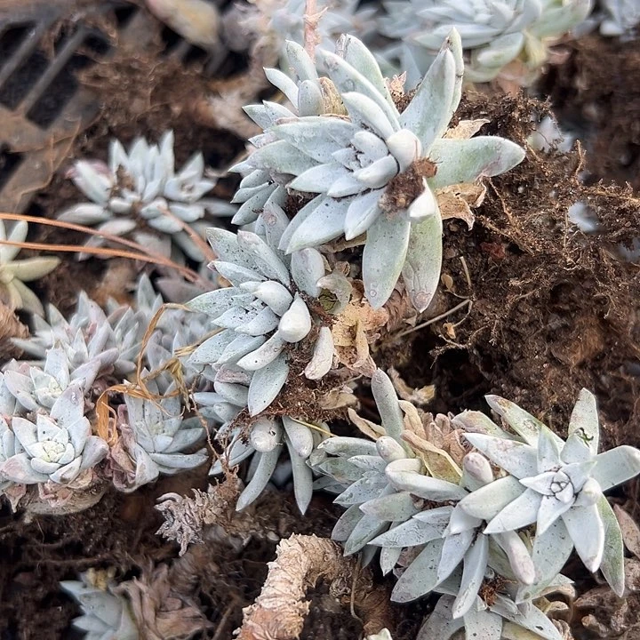 无花朵白菊。