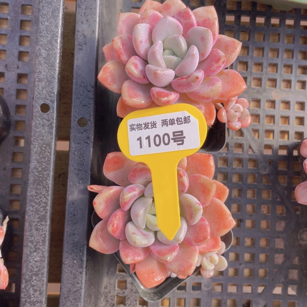 1100号 白鹭花斑露一个