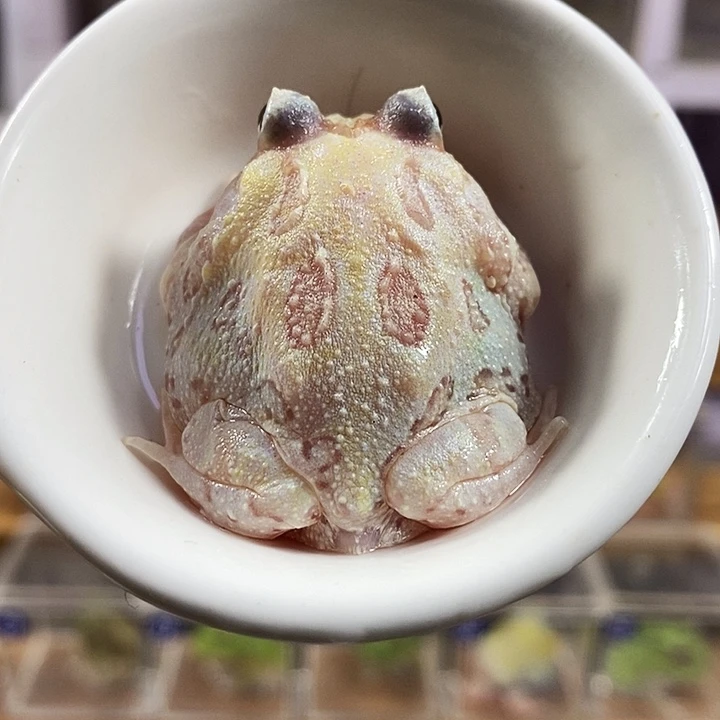 角蛙403号白色变异角蛙