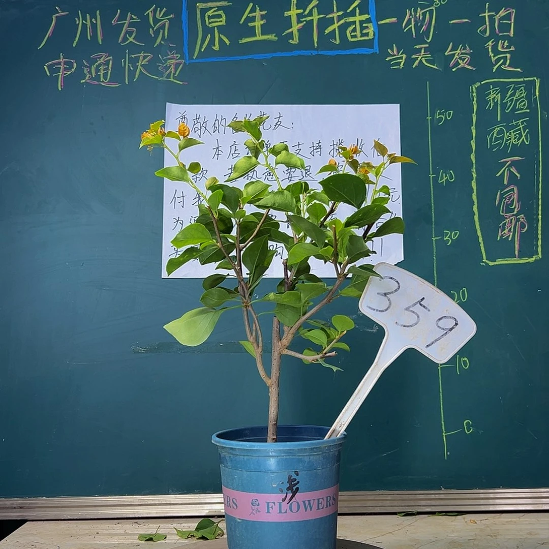 当前无花栽培后可以开花   绿叶浅黄  359