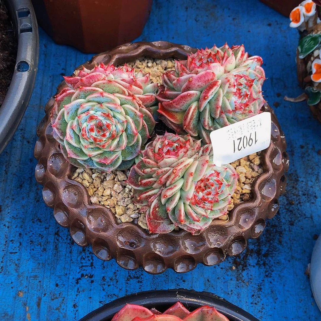 *****   天鹅绒多肉19021