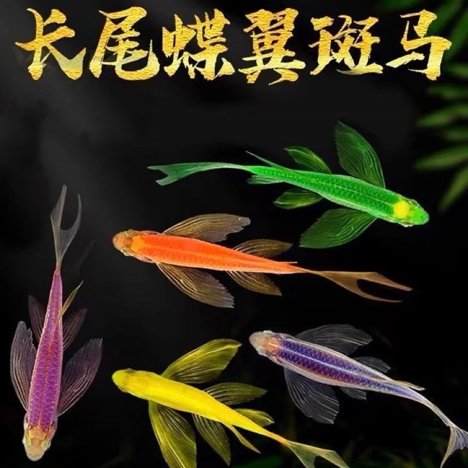 蝶翼斑马鱼大号龙凤绿翡翠蓝莓紫仙荧光钻石彩虹鲫蝴蝶鲤