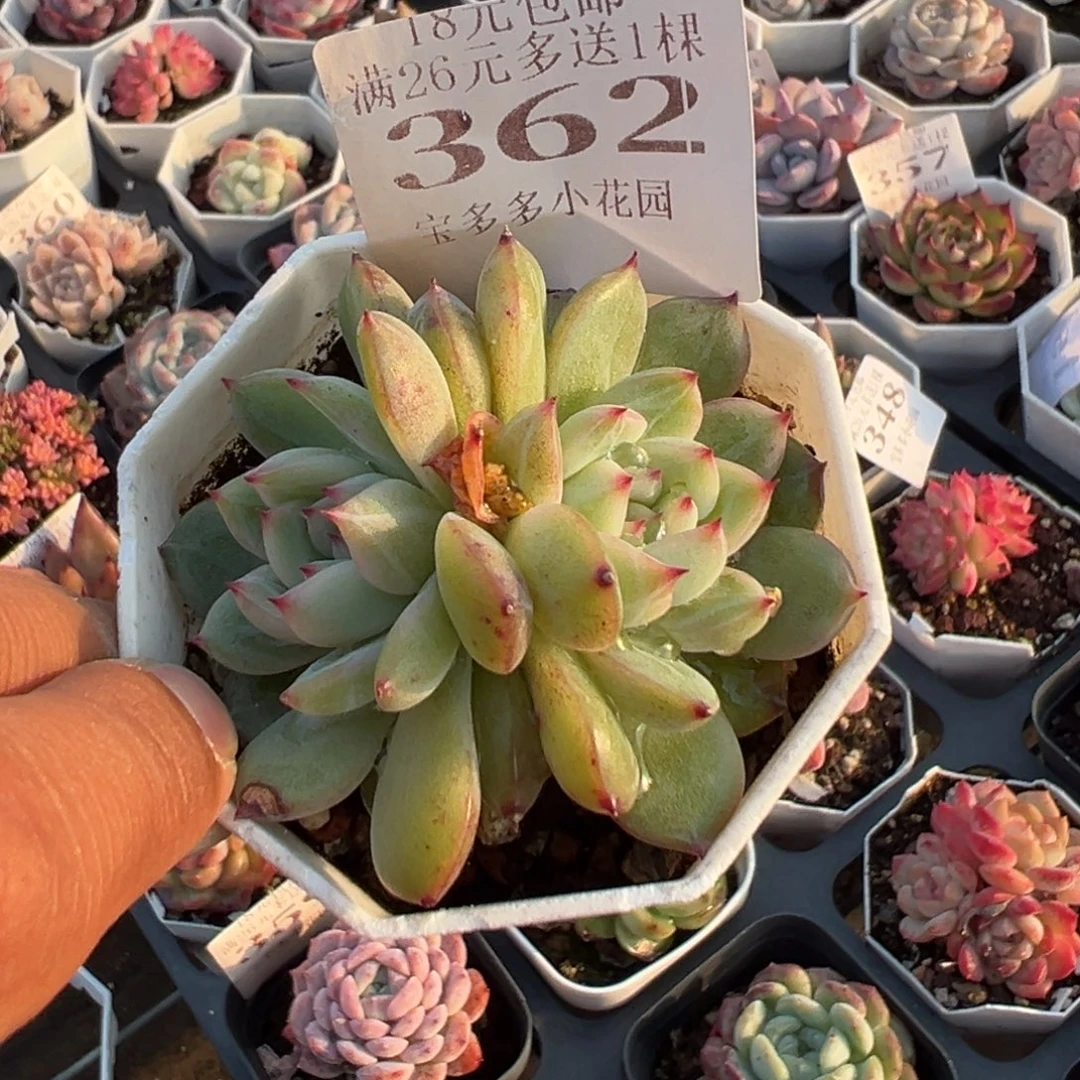 362号双头雪花珍妮一物一拍满18包邮