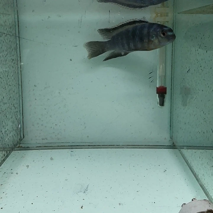 海水120号野生海格蝶