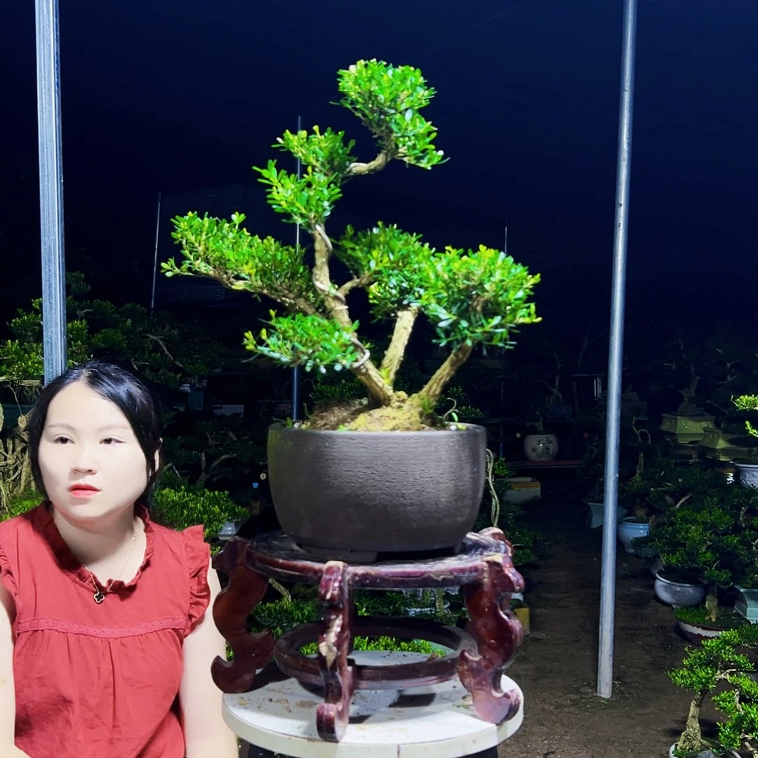 无花朵黄杨木