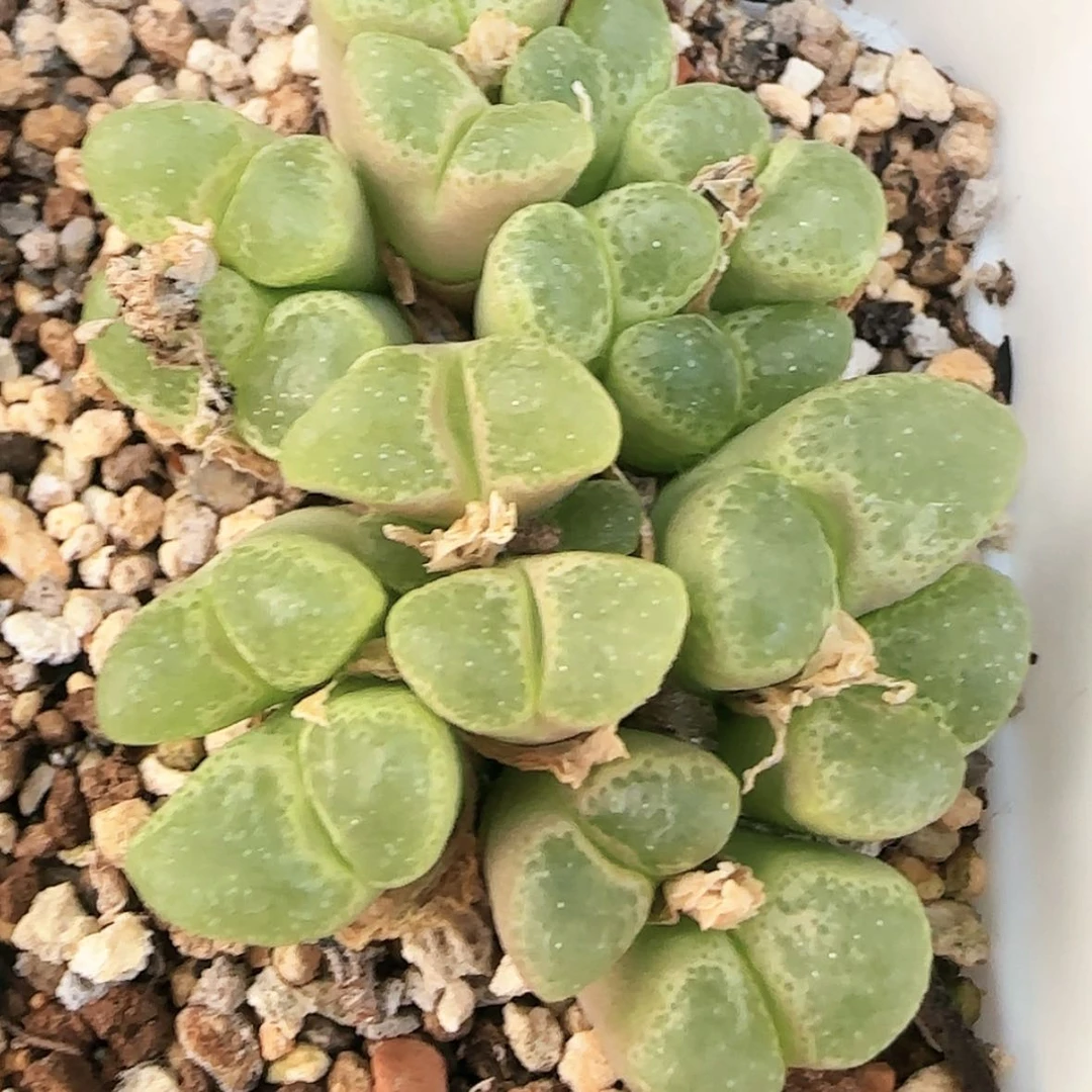 【闪购商品】粉樱1453.9群