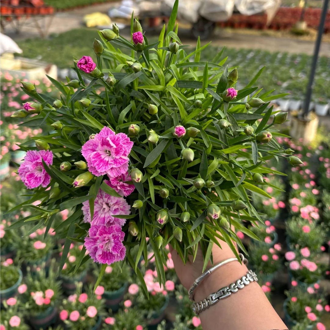 康乃馨盆栽带花苞石竹花绿色四季开花室内阳台种植绿植花卉好养活