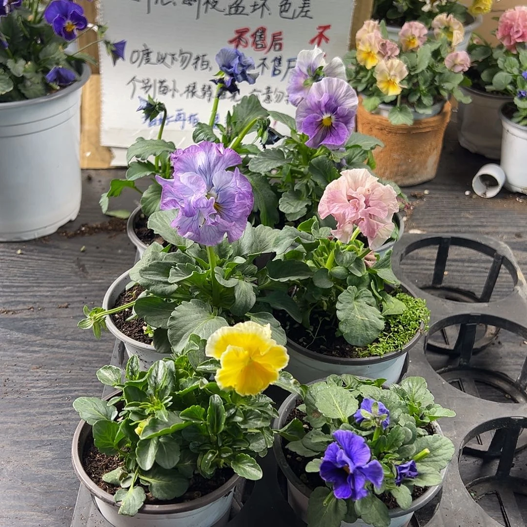 大部分花苞少量开放356号