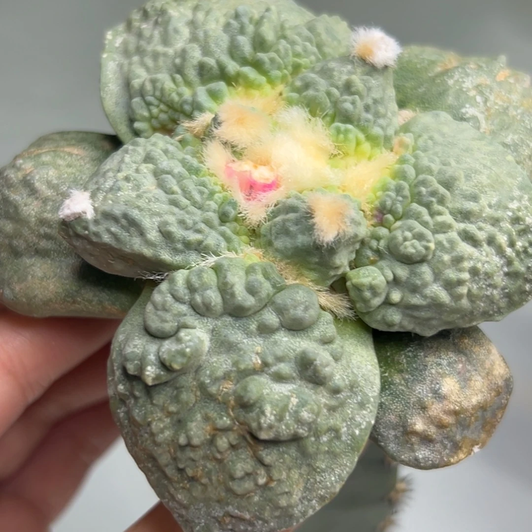 245 仙人球的比赛将