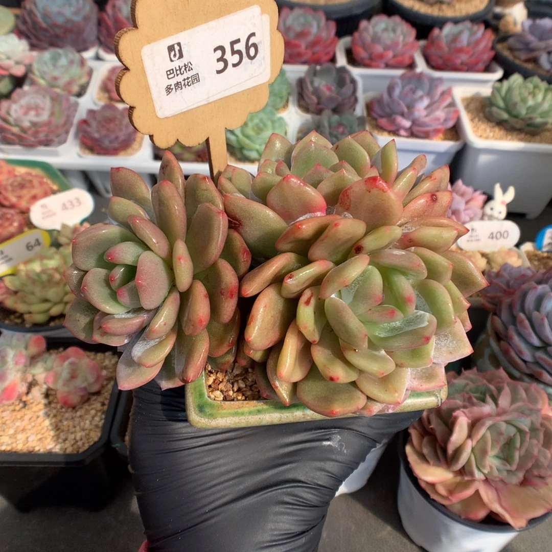 356 黄皮橙子锦多肉多肉