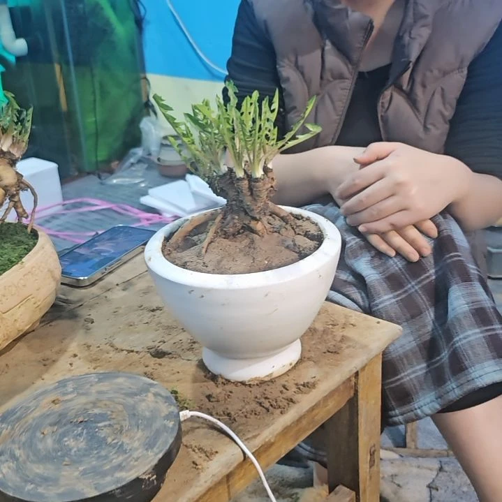 A***a无花朵蒲公英老桩盆景脱盆发