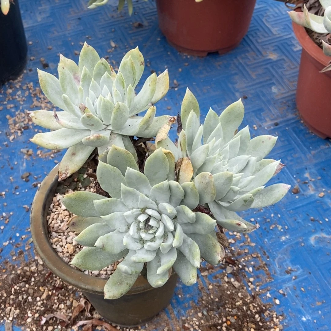 牡丹苹果叶多肉植物啦啦啦