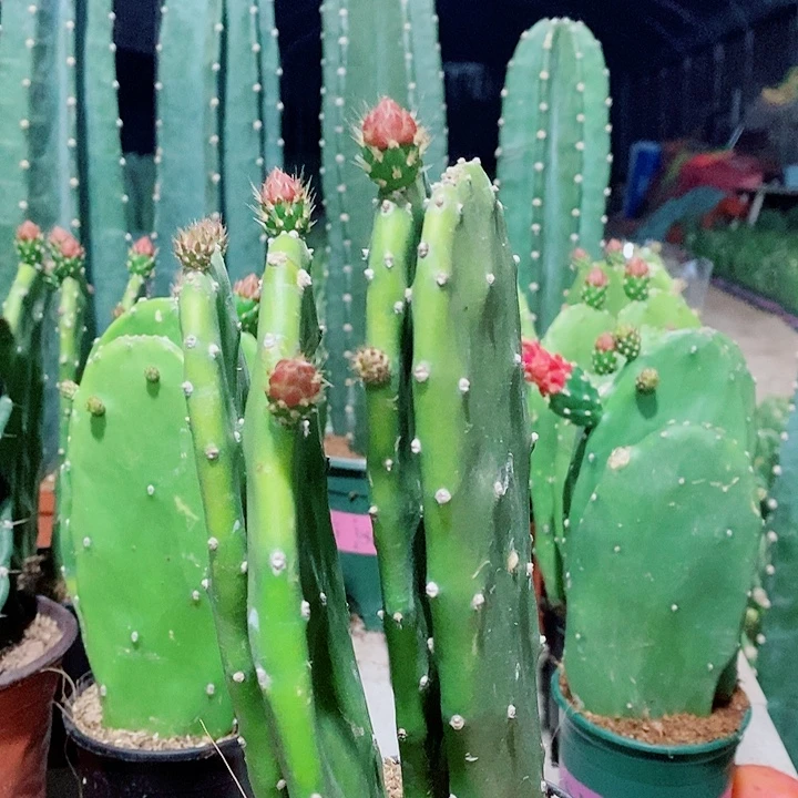 4片原盆发货胭脂带花苞