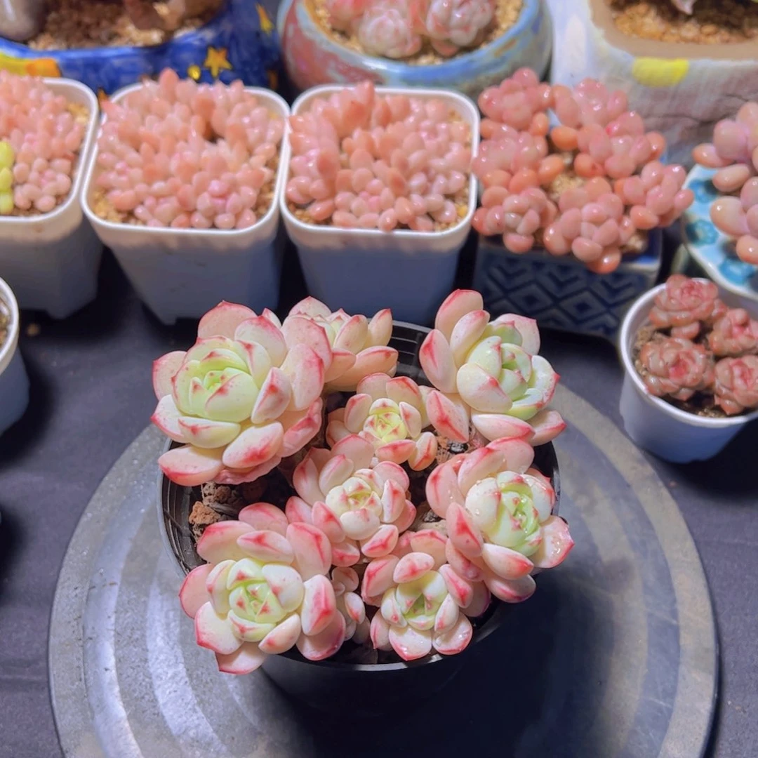 Y**a香草，多肉植物