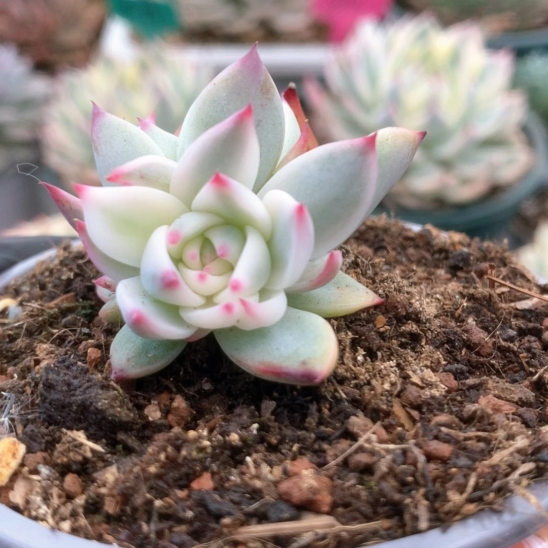 074锦锦锦锦锦锦锦锦