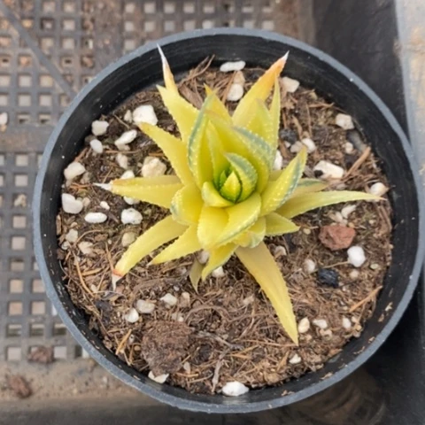 洺****?古迪锦单头5仙人球