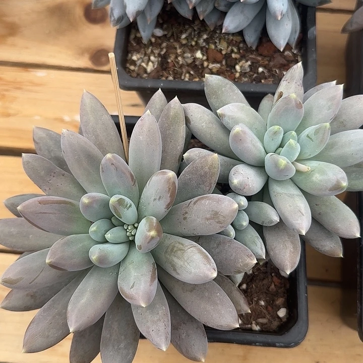 无花朵哥特萝莉一物一拍
