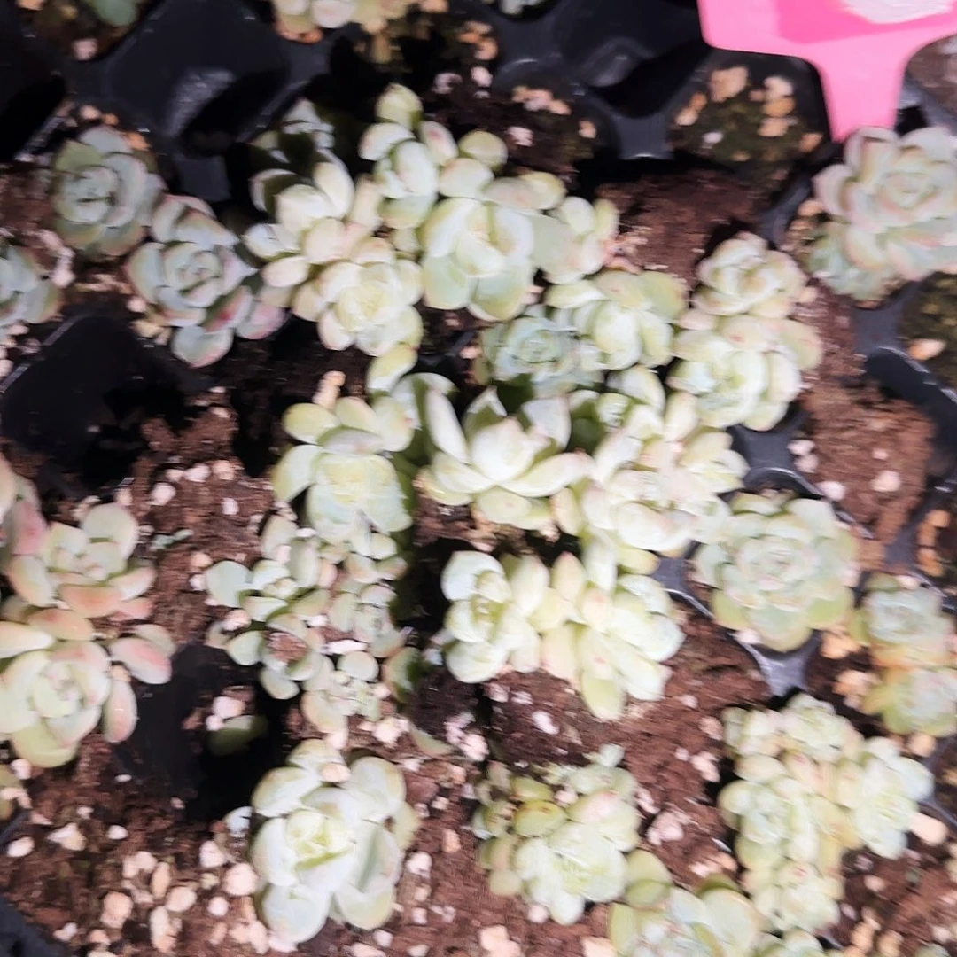 白泽穴一个满25包邮