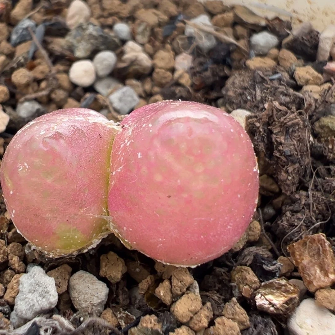 融***糖63多肉植物百科知识